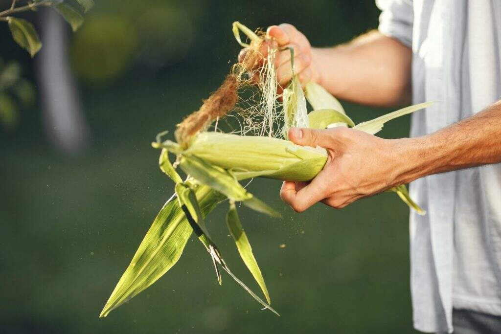 espiga de milho