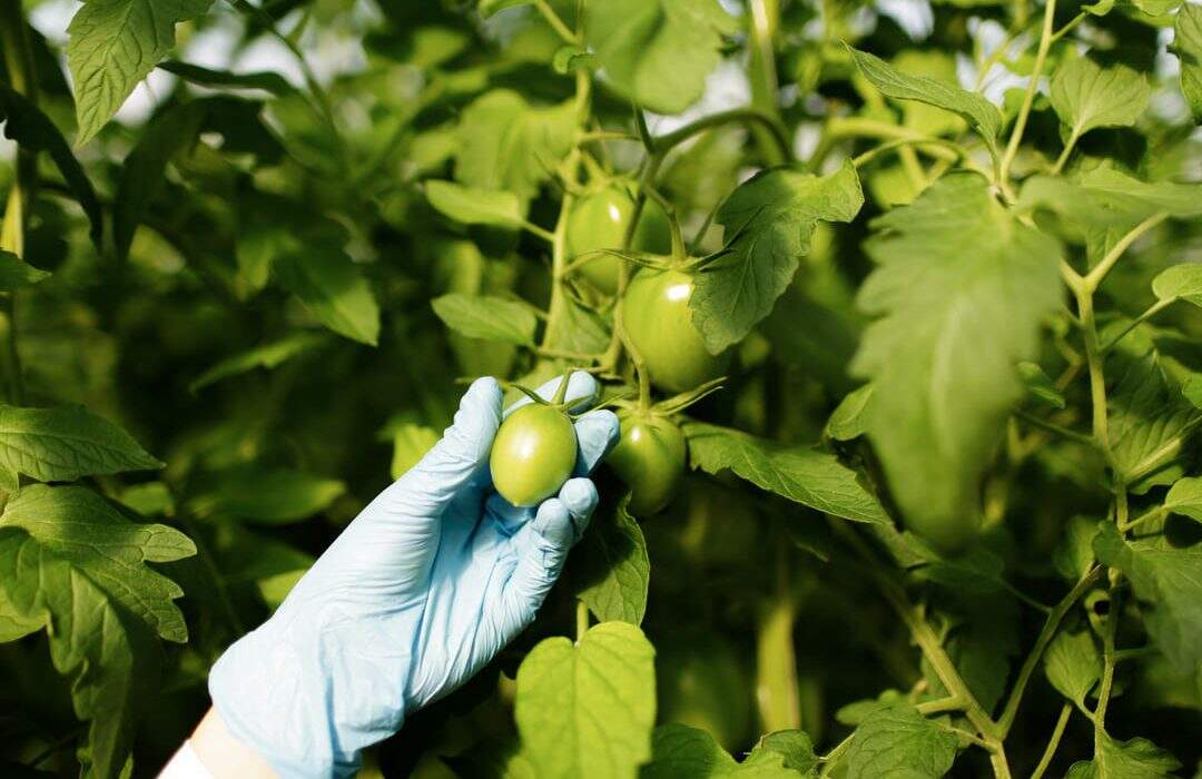 Agricultor analisando a ocorrência de Murcha-de-Fusarium no tomateiro;