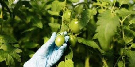 Agricultor analisando a ocorrência de Murcha-de-Fusarium no tomateiro;
